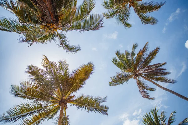 stock image Coconut palm tree with blue sky, beautiful tropical background.