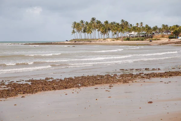 ブラジルのビーチ マラカジャウ リオグランデ ノルテ州 — ストック写真