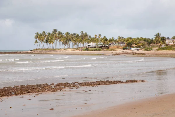 Stranden Van Brazilië Maracajau Staat Rio Grande Norte — Stockfoto