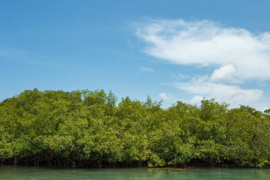 Mangrove fotoğrafı. Mangrove 'da. Yengeç yetiştiriciliği