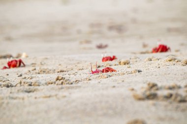 Red ghost crabs or ocypode macrocera coming out of its sandy burrow during daytime. It is a scavenger who digs hole inside sandy beach and tidal zones. It has white eye and bright red body. clipart
