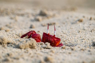 Red ghost crab or ocypode macrocera peeping out of its sandy burrow during daytime. It is a scavenger who digs hole inside sandy beach and tidal zones. It has white eye and bright red body. clipart