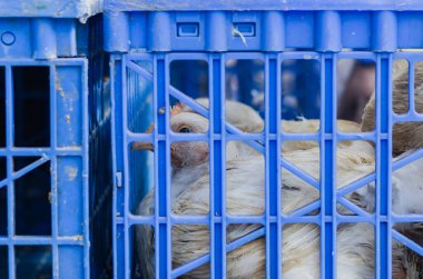 Beyaz ızgara tavuklar et ve yumurta karşılığında plastik kafeste tutulur. Fotoğraf, hayvan zulmünü simgeliyor..