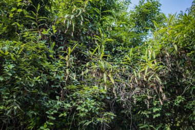Nepenthes Khasiana Hindistan 'da yetişen bir sürahi bitkidir. Bu nesli tükenmekte olan türler çoğunlukla Meghalaya 'nın khasi tepelerinde görülmektedir..