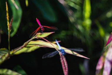 Kızıl yusufçuk birlikte bir bitkinin üzerinde oturuyor..