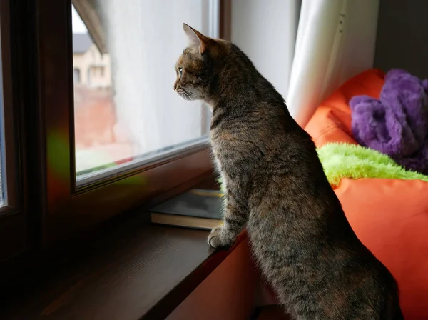 Kedi pencereden dışarı bakıyor.