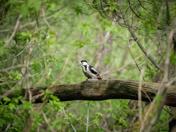 Pica Pau Sentado Uma Árvore Caída Floresta — Fotografia de Stock