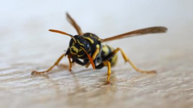Kahverengi bir tahtanın üzerinde oturan bir eşek arısı kendini yıkar.