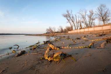 Zaporizhzhia, Ukrayna - 20 Ocak 2023 - Dinyeper Nehri 'ndeki su seviyesinde güçlü bir düşüş