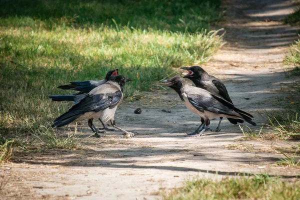 Kargalar yolda otururken kavga ederler.