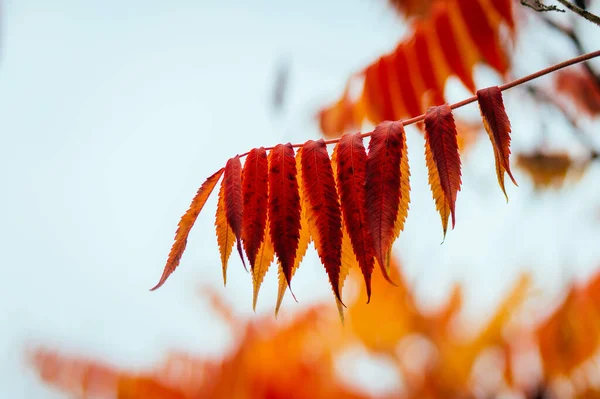Красные Осенние Листья Staghorn Sumac Rhus Typhina Красивый Фон — стоковое фото