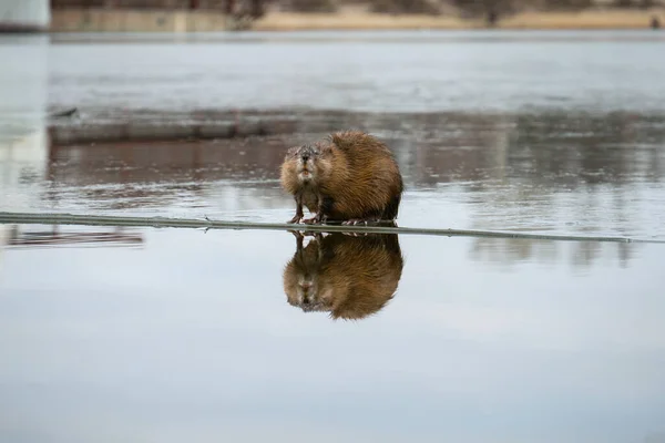Bir miskfaresi (ondatra zibethicus) buz kütlesi üzerinde oturuyor