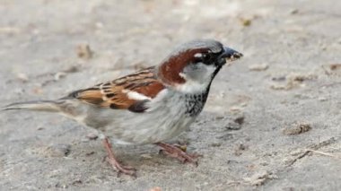 Bir serçe nehrin kumlu kıyısında bir şeyi gagalıyor.