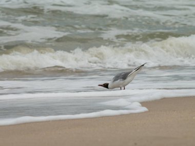 Kıyıda duran bir martı suya doğru eğiliyor.