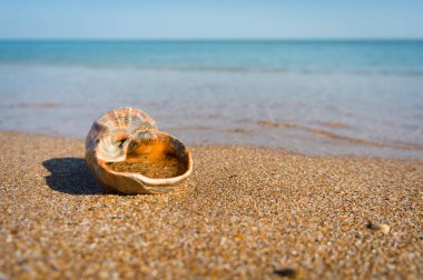 Rapana kumda deniz kabuğu