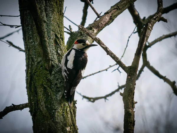 Woodpecker Sitting Tree Branch — Stock Photo, Image