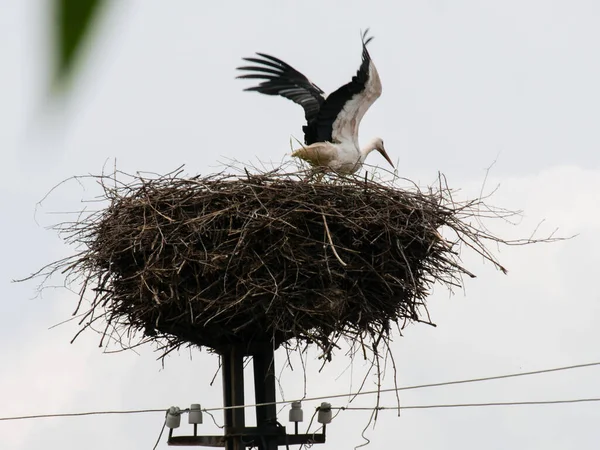 Cegonha Branca Tira Ninho Pólo Elétrico — Fotografia de Stock