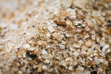 Deniz kıyısında kum ve küçük deniz kabuğu parçacıkları. Arkaplan