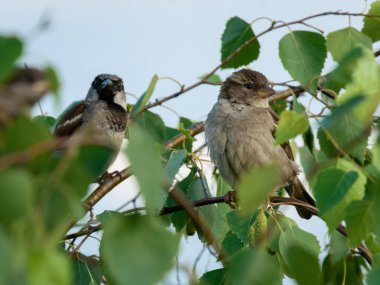 Serçeler yaprakların arasında dallarda oturur.
