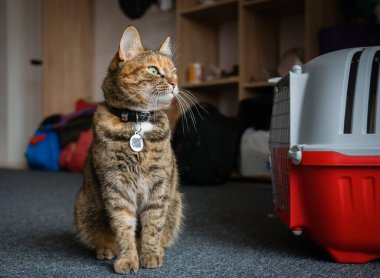 Tasmalı bir tekir kedi çantaların arka planında bir nakliye sepetinin yanında oturuyor. Bir seyahate çık.