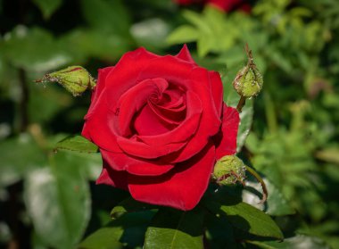 Güzel kırmızı bir gül açtı ve çiçek açtı