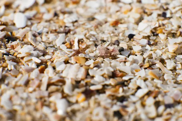 stock image Sand and small particles of shells on the seashore close-up. Background