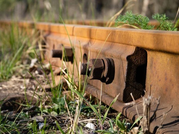 Paslı Fındıklar Çimlerde Demiryolu Raylarını Tutturuyor — Stok fotoğraf