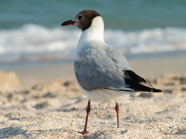 Stock image A seagull stands on a sandy shore against the backdrop of the sea in soft defocus