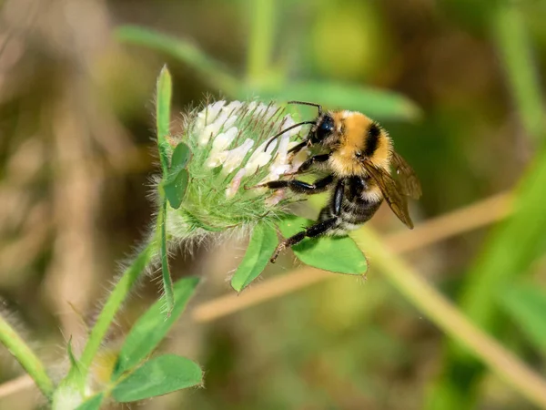 Bumblebee Sits Clover Flower Sun — Stock Photo, Image