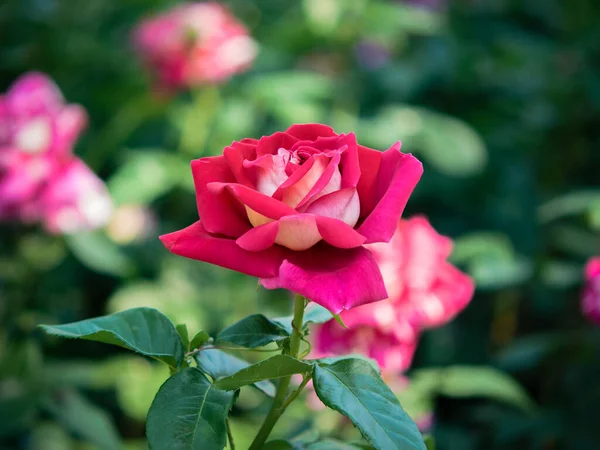 Egy Gyönyörű Rózsaszín Rózsa Kivirágzott Virágzott Stock Kép