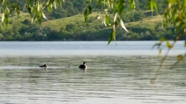 Nehirde civcivlerle birlikte Great Crested Grebe (Podiceps kriterleri) çifti. Kakhovka Barajı 'nın baltalanması sonucu Zaporizhzhia kenti yakınlarındaki Dnipro Nehri' nin su seviyesinde hızlı bir düşüş yaşandı.