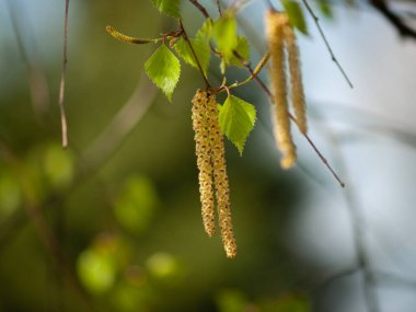 Gümüş bir huş ağacı (Betula pendula))