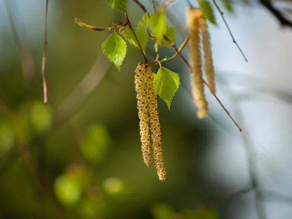 Gümüş bir huş ağacı (Betula pendula))