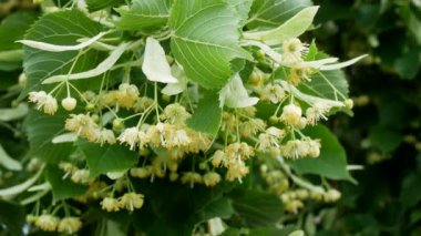 Linden şehrin sokaklarında çiçek açtı. Her yanda güzel kokulu çiçekler vardır.