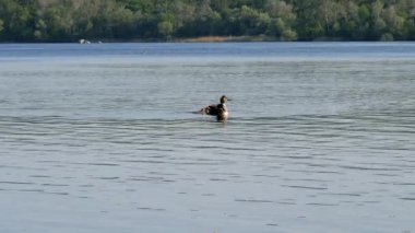 Civcivlerle dolu geniş bir ibikli (Podiceps cristatus) familyası. Özenle hazırlanmış çiftleşme görüntüsüyle su kuşları