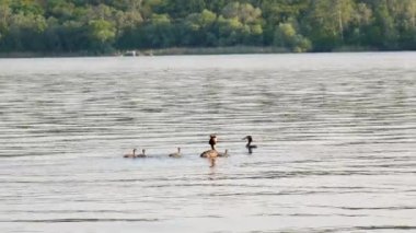 Civcivlerle dolu geniş tepeli bir yunus familyası (Podiceps kristali)