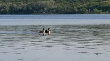 Büyük bir ibikli yunus (Podiceps kristali), sırtında yavrularla bir nehirde yüzer.