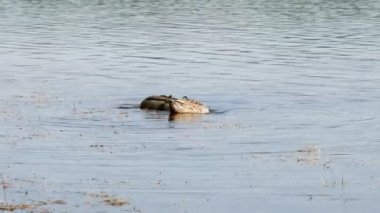 Mallard ördekleri, deniz yosunları arasında yiyecek aramak için başlarını suya daldırıyor.