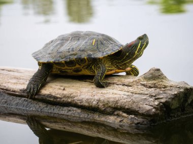 Kapalı-kulaklı kırmızı kaplumbağa (kırmızı kulaklı veya kırmızı kulaklı terrapin (Trachemys script ta elegans) gölde yüzen bir kütüğün üzerinde oturur.