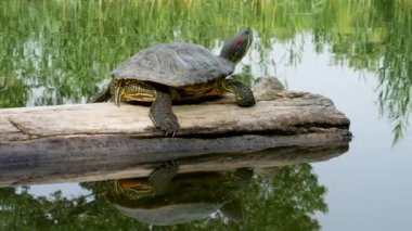 Bir kaplumbağa (kırmızı kulaklı kaplumbağa veya kırmızı kulaklı kaygan veya kırmızı kulaklı terrapin (Trachemys scripta elegans)), bir gölde yüzen bir kütüğün üzerinde oturur.