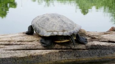 Kaplumbağa (kırmızı kulaklı kaplumbağa veya kırmızı kulaklı kaygan veya kırmızı kulaklı terrapin (Trachemys scripta elegans) gölde yüzen ve sallanan bir kütük üzerinde emekler.