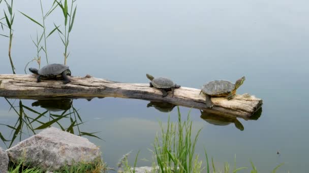 Drei Rotohrschildkröten Rotohrschildkröten Oder Rotohrschildkröten Trachemys Scripta Elegans Sitzen Auf — Stockvideo