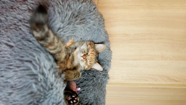 Eine Gestromte Katze Mit Rötlicher Farbe Liegt Einem Großen Plüschbett — Stockvideo
