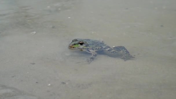 Ένας Πράσινος Βάτραχος Κάθεται Στα Αμμώδη Ρηχά Νερά Ενός Γρήγορου — Αρχείο Βίντεο