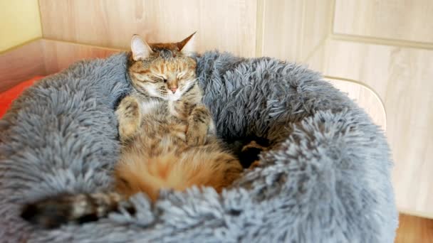 赤みを帯びた色をしたタビー猫は 背中の上に大きな柔らかいぬいぐるみのペットベッドの中にあり 尾を振っています シームレスなビデオループ — ストック動画