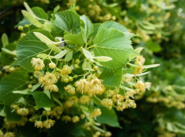 Çiçek açmış bir ıhlamur dalı