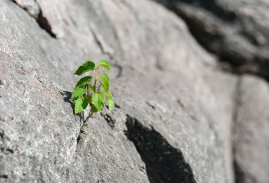 Filiz doğrudan büyük bir taşın üzerinde büyüdü.