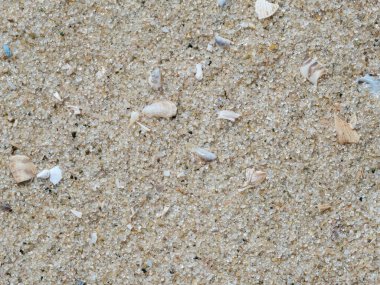 Makro nehir kumu ve küçük kabuk parçaları.