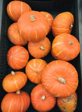 Marketteki bir kutuda balkabağı (Red Kuri squash; Hokkaido) üst görünümü