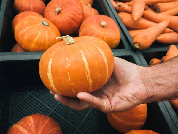 Pumpkin (Red kuri squash; Hokkaido) in a man\'s hand close up against the background of boxes with pumpkins at the market